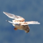 Avatar de l’utilisateur
